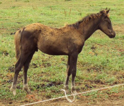 India's 2009 colt